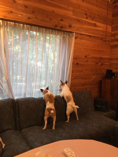 那須 犬 に関する旅行記 ブログ フォートラベル 栃木県 那須 犬 に関する旅行記 ブログ フォートラベル 栃木県