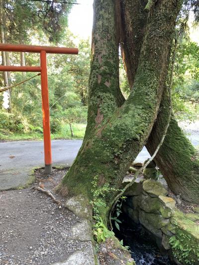 GoTo霧島　③　霧島神宮