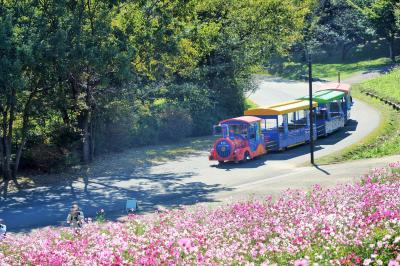 東京・秋の昭和記念公園～コスモス畑と銀杏並木（2020年10月29日）