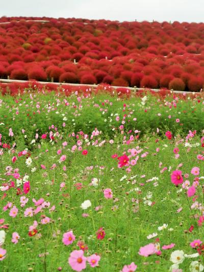 ひたちなか-3　国営ひたち海浜公園 b みはらしの丘-ひとまわり周遊　☆コキアの紅葉-見ごろに