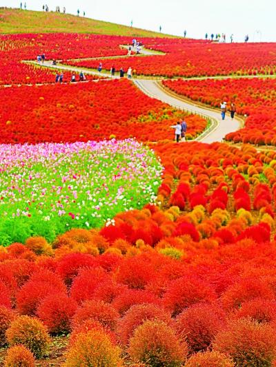 風景画 「コキアの道」油彩画 ピンク系 紅葉 木製フレーム