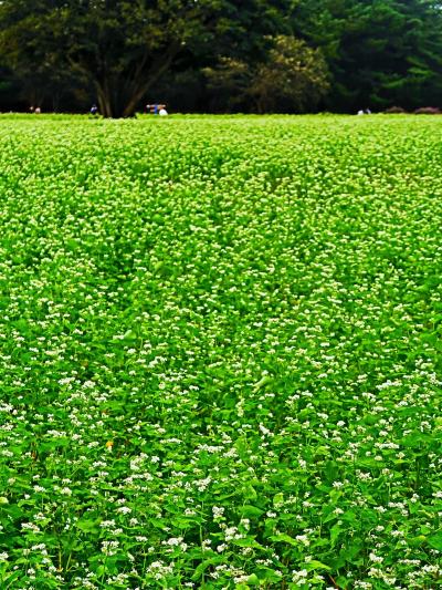 ひたちなか-5　国営ひたち海浜公園 ｄ 古里の秋　常陸秋そば-花咲くとき　☆旧土肥家住宅を見学