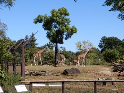 久しぶりにズーラシア