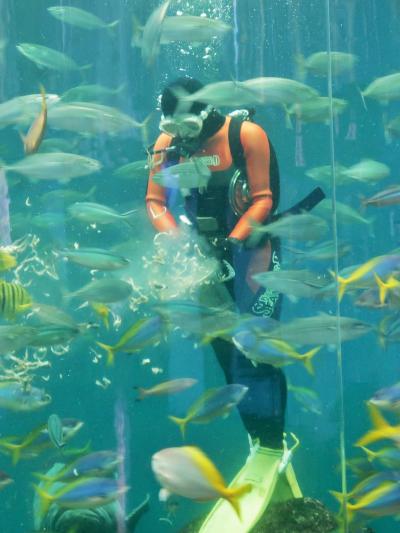 鴨川SeaWorld-3　サンゴ礁大水槽　給餌タイム　☆小魚は先取り優先・大物は個別に手渡し