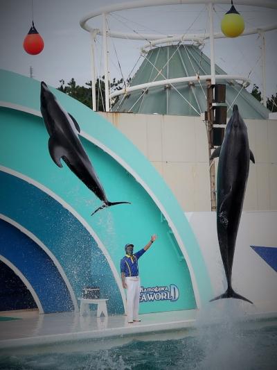 鴨川SeaWorld-7　イルカパフォーマンス　Ｄ（2回/後半）☆圧巻=三頭同時に垂直跳躍！