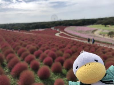 今年もまたひたち海浜公園でKOKIAを見に行きました