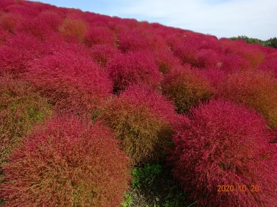 赤くてまん丸コキア ひたち海浜公園