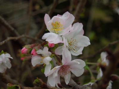 清楚に咲いていた冬桜