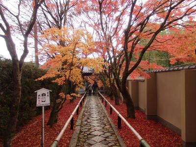京都鷹峯紅葉狩り(5)　2019年