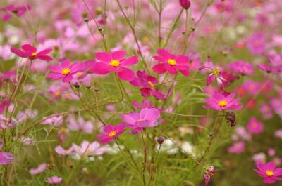 国営越後丘陵公園のバラとコスモス！