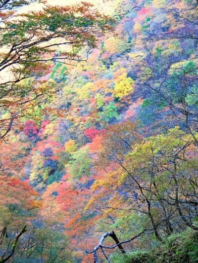 やっぱり晴れた方が楽しさ倍増　-----思わぬ絶景に出会う鍋割山-----