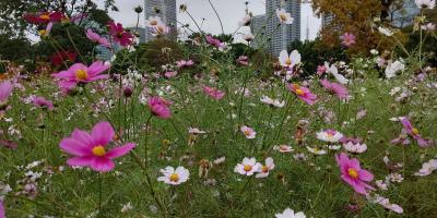 浜離宮恩賜庭園にぎりぎりコスモスと紅葉には少し早い散歩