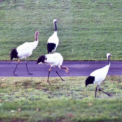 日本で 唯一の植物性モール温泉を楽しむ