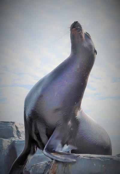 鴨川SeaWorld-13　トド　フィーデングタイム（給餌）　☆巨体/孤高の趣きも・豪快な行動