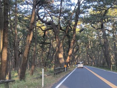 2020年10月　佐賀　吉野ケ里、唐津、呼子　激安1泊2日