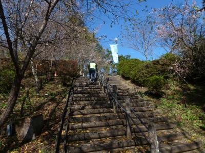 鯉のぼりで有名な神流湖　かんなこ　に冬桜を見に行った