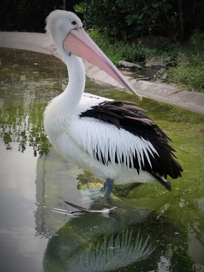 鴨川SeaWorld-15　ペリカン 等〈OCEAN〉 -lunch　☆メガマウスザメ！骨格標本-世界初