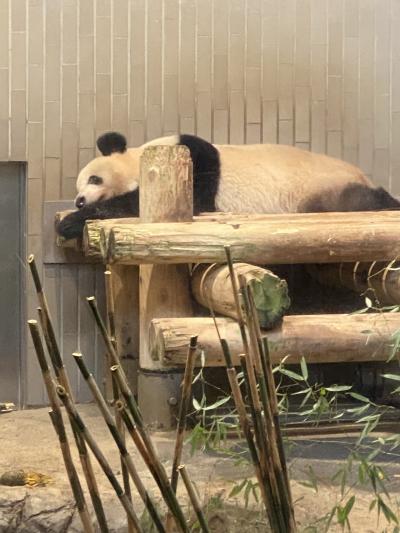 今年いっぱいでいなくなるシャンシャンを上野動物園に見に来ました。写真撮影70分待ち！！