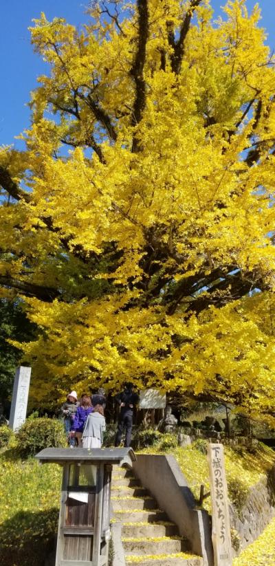 紅葉を探して秋の大分へ