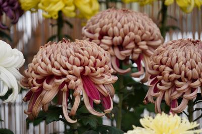 20201106-3 京都 西本願寺の秋は、まだ少し先かも？んでも、見事な菊の展覧会ですね。
