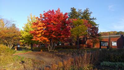 紅葉の道東：釧路・根室・網走・北見