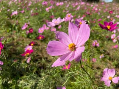 埼玉・大宮花の丘公園のラストコスモス2020