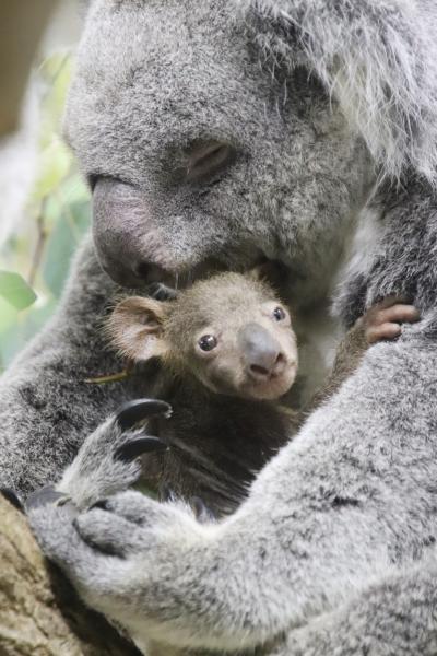 秋の行楽日和の埼玉こども動物自然公園（後編）食事タイムのペンギン＆久しぶりミンミンじいちゃん～【哀悼】コアラのジンベランちゃんの赤ちゃん