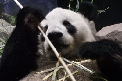 シャンシャンに会えるかな上野動物園に行って来た！※写真はリーリーです