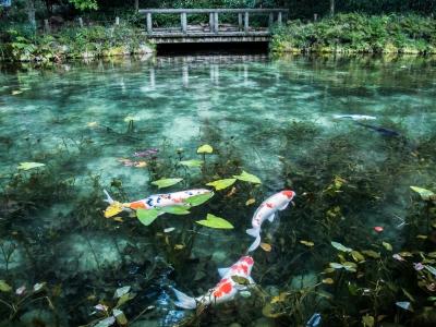 郡上八幡城下町ぶらり&モネの池
