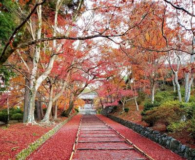 2019年11月~京都の紅葉【秋の特別早朝拝観】