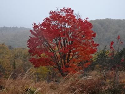 乗鞍3本滝は必見　大カエデは紅葉100％　白骨温泉