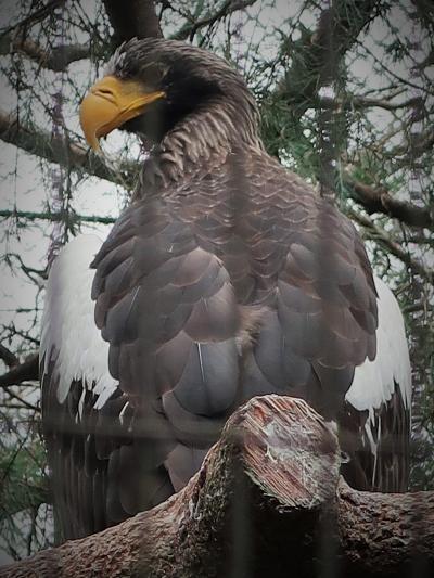 横浜-2　動物園b ZOORASIA　亜寒帯の森　☆オオワシ・レッサーパンダ・アムールヒョウ