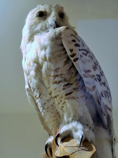 横浜-4　動物園ｄ ZOORASIA　アマゾンの密林　☆シロフクロウ・オオアリクイ・メガネグマ