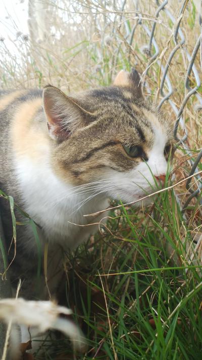 猫と沖縄