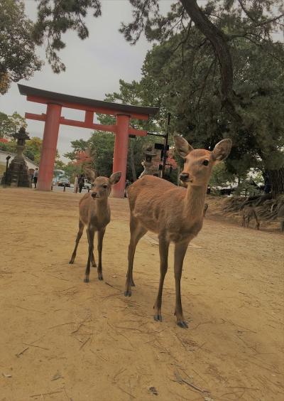 秋のお散歩  黒門市場で食べ、奈良で鹿と戯れる