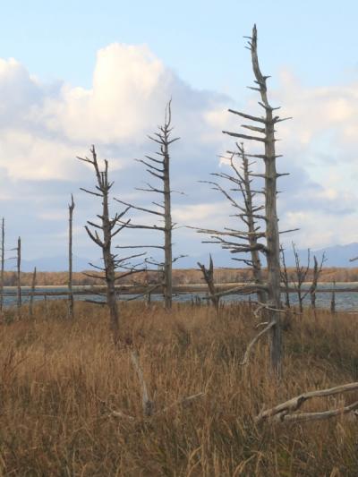 晩秋の北海道・道東（知床、根室、釧路）の旅　７－４　標津・別海町　編