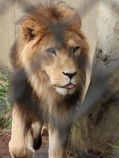 横浜-7　動物園g ZOORASIA　アフリカ-風の丘-噴水口　☆紅葉始まり十月桜咲く帰路-中山駅