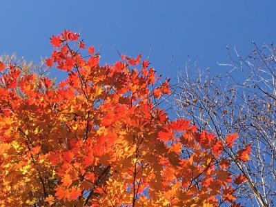 2020年11月　塩原ー板室温泉　紅葉狩り　