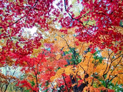 一歳三ヶ月と行く紅葉の函館