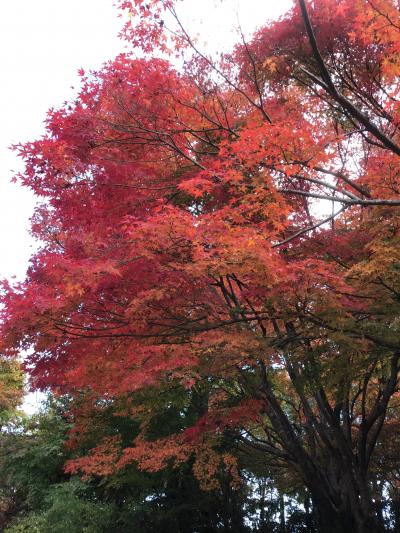 紅葉の三景園と広島エアポートホテルランチ