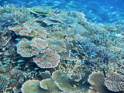 石垣島、川平湾でマンタシュノーケルに行ってみたら③～美しい珊瑚礁～