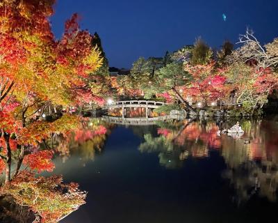 紅葉を求めて...花手水が綺麗な勝林寺からライトアップされた永観堂へ♪