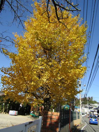 戸塚すみれ幼稚園の銀杏紅葉－2020年秋