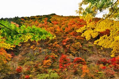 2020紅葉　南飛騨～益田街道から馬瀬街道への紅葉の旅（2）