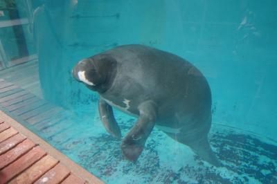 【静岡】秋の熱川、熱海（熱川バナナワニ園、熱海サンビーチ）