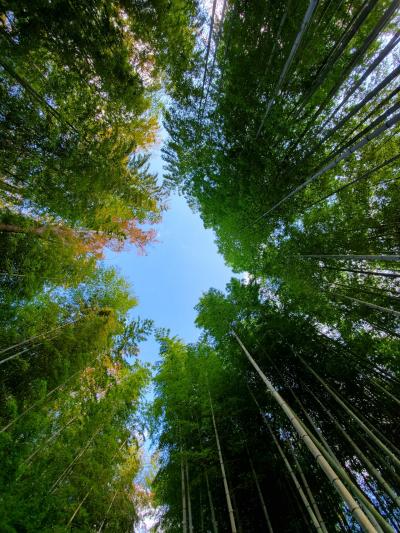 紅葉の中伊豆を巡る旅　嵯峨沢館で過ごす秋