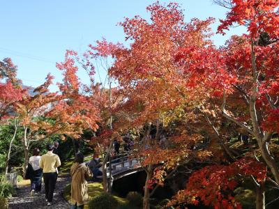 箱根・強羅のもみじ