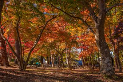 埼玉の紅葉詰め込み旅