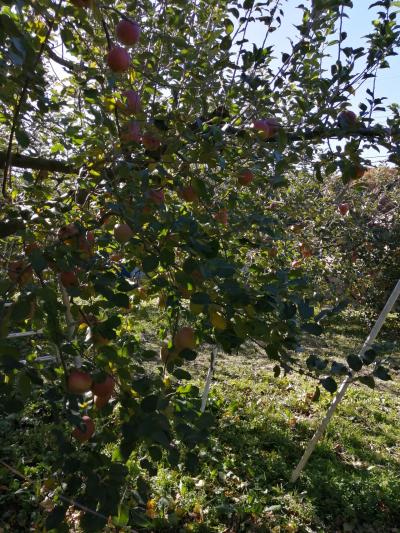 群馬りんご&#127822;狩り日帰り旅行