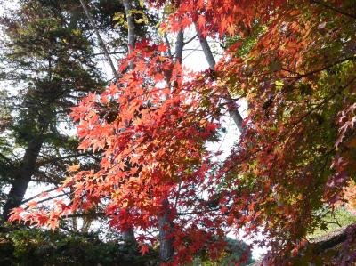 １１月の筑波実験植物園☆ばんどう太郎つくば学園中央店☆2020/11/15